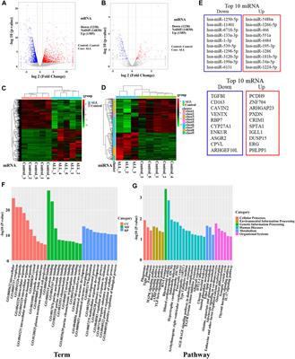 miR-539-5p targets BMP2 to regulate Treg activation in B-cell acute lymphoblastic leukemia through TGF-β/Smads/MAPK